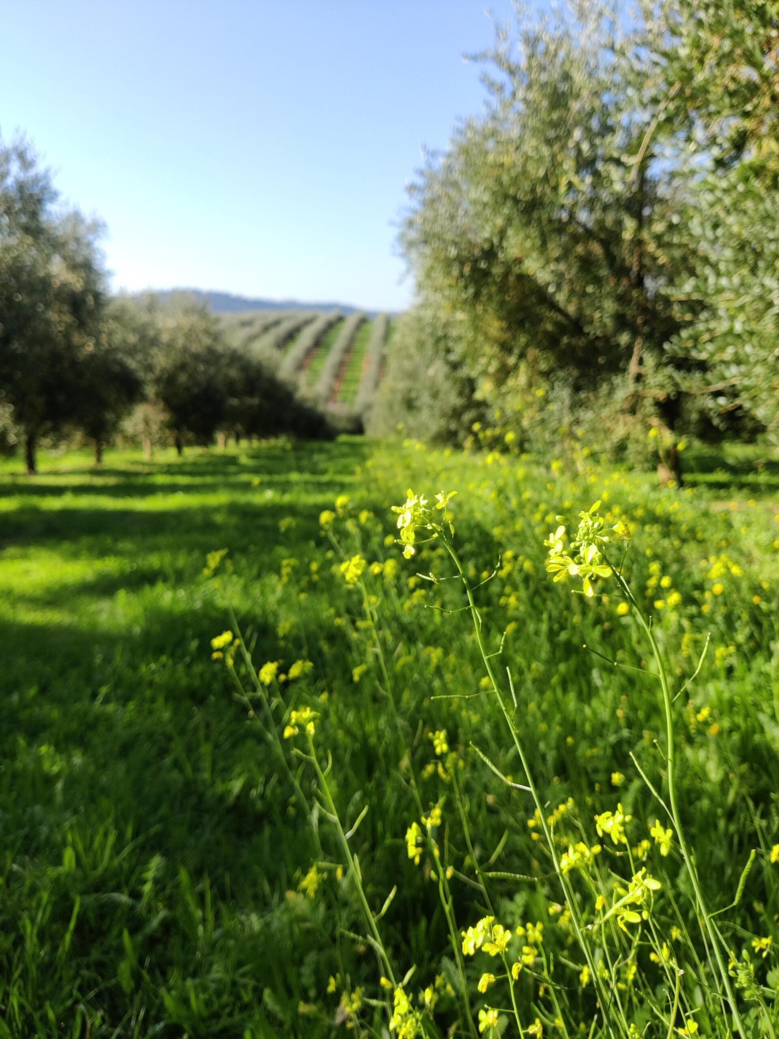 Imagen derecha abajo