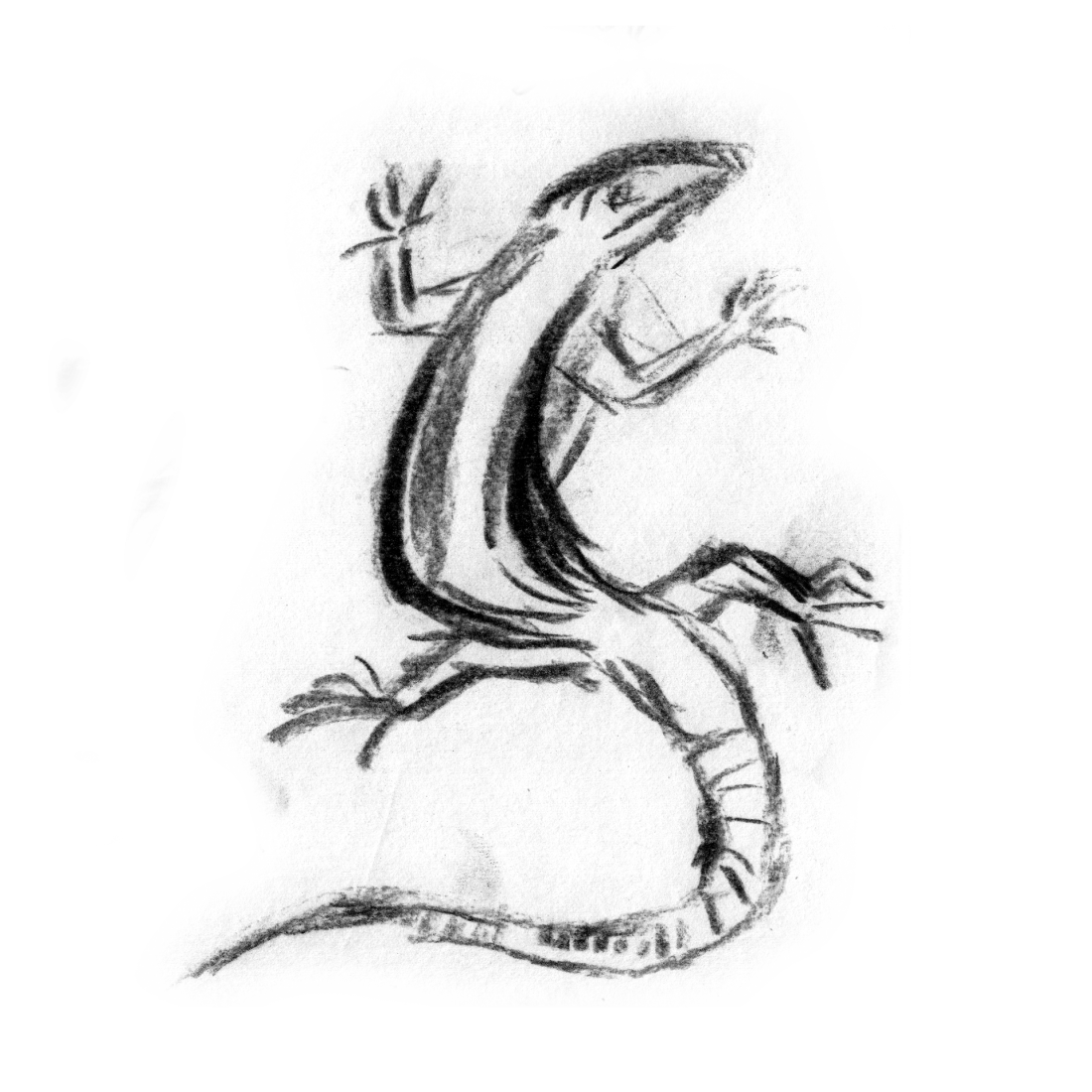 lagarto