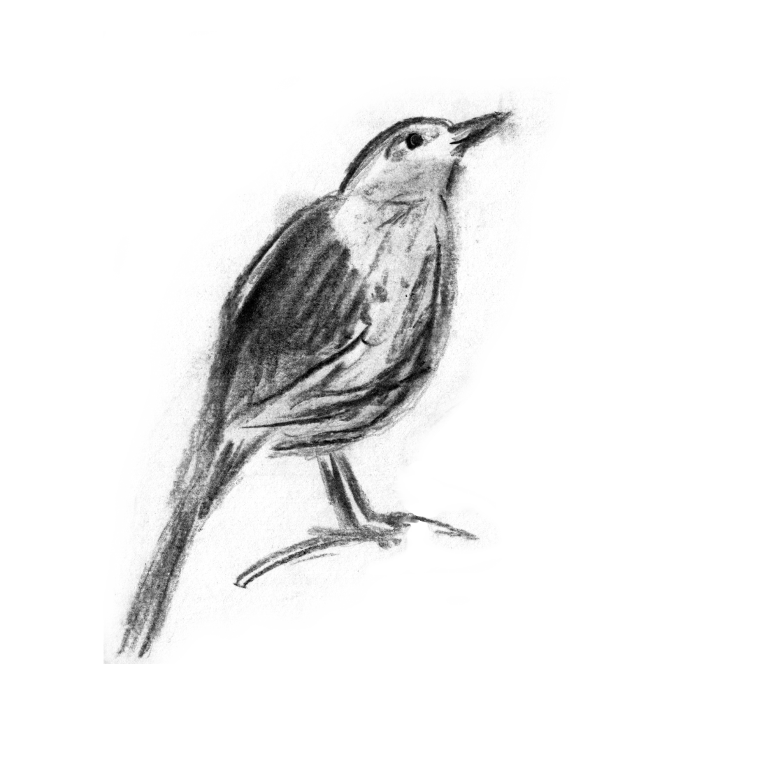 pajaro